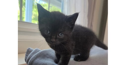 SQUIRREL - Domestic Short Hair for adoption in Richmond