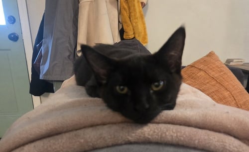 SQUIRREL - Domestic Short Hair available for adoption