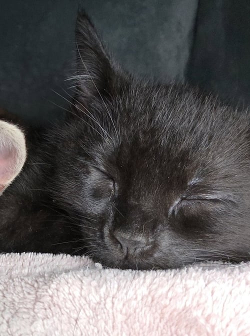SQUIRREL - Domestic Short Hair available for adoption