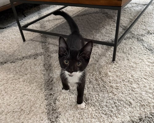 BRUCE - Domestic Short Hair available for adoption