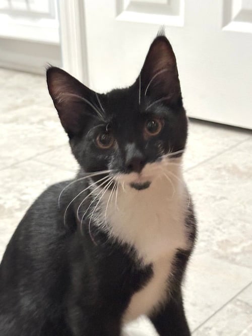 BRUCE - Domestic Short Hair available for adoption