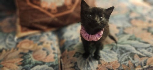 BIRKENSTOCK - Domestic Short Hair available for adoption