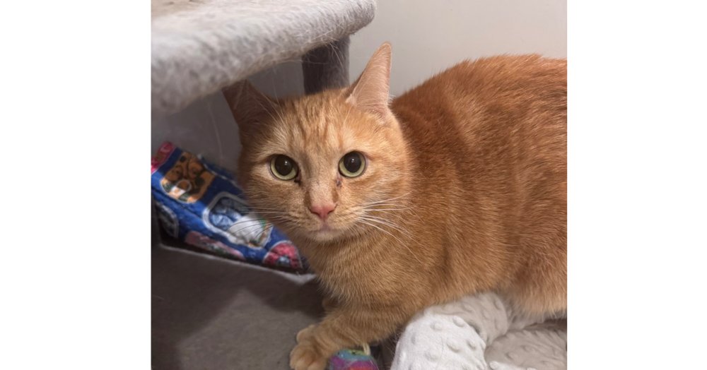 MAMA - Domestic Short Hair available for adoption