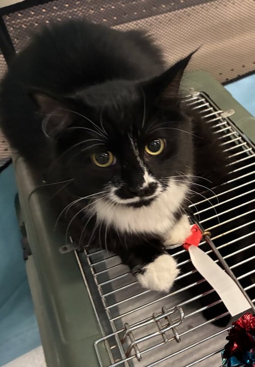 HEIDI - Domestic Medium Hair available for adoption