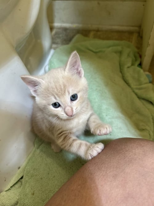 TANNER - Domestic Short Hair for adoption in Richmond