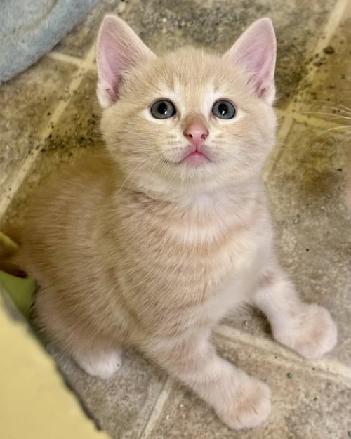 TANNER - Domestic Short Hair available for adoption