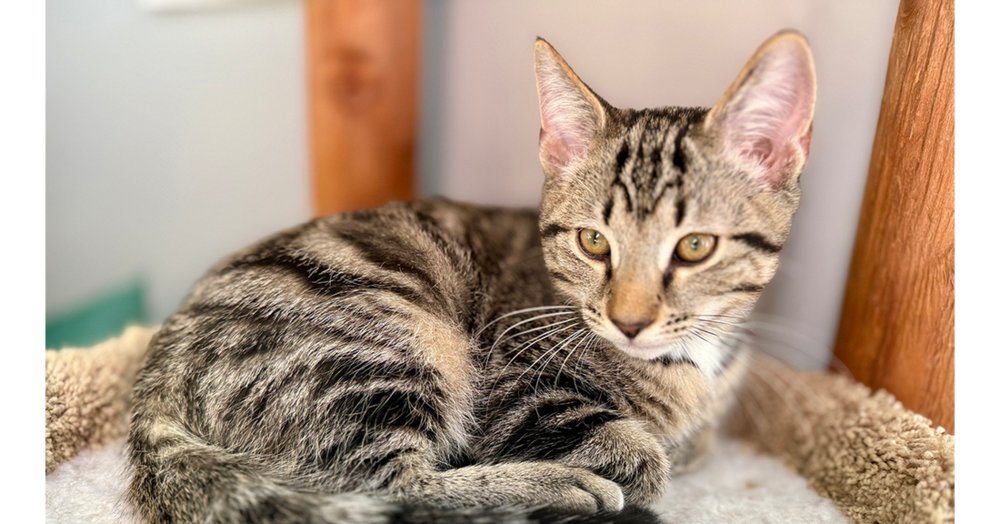 CLYDE - Domestic Short Hair available for adoption