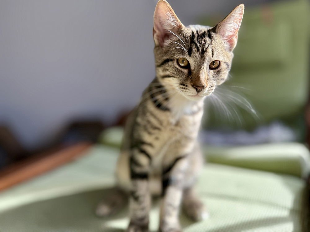 CLYDE - Domestic Short Hair available for adoption