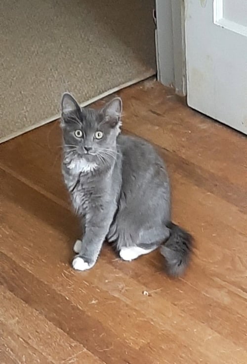 LILLY - Domestic Medium Hair for adoption in Richmond