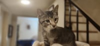 Nugget - Photo 1