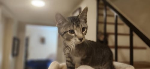 NUGGET - Domestic Short Hair for adoption in Richmond