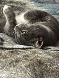 Ziggy - Photo 4