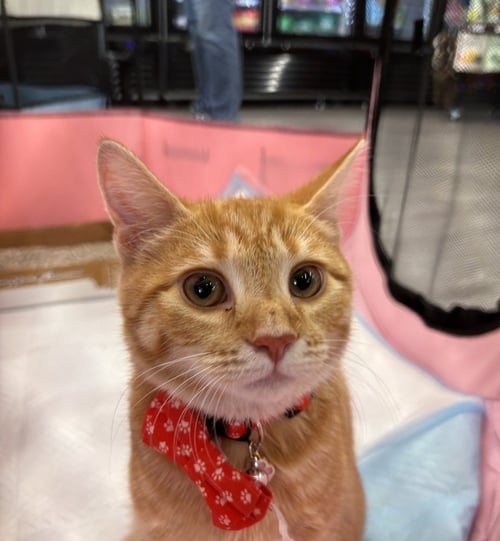 BELLA - Domestic Medium Hair available for adoption