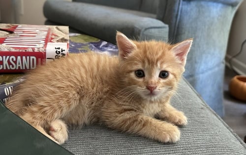 BELLA - Domestic Medium Hair available for adoption