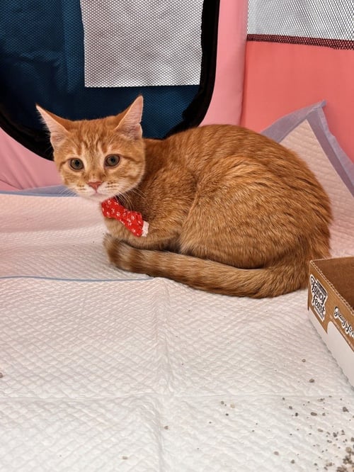 BELLA - Domestic Medium Hair available for adoption