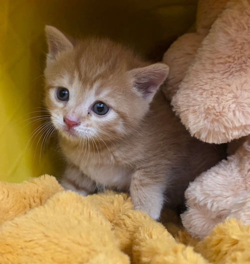 BELLA - Domestic Medium Hair available for adoption