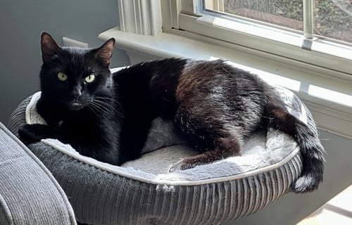 NINA