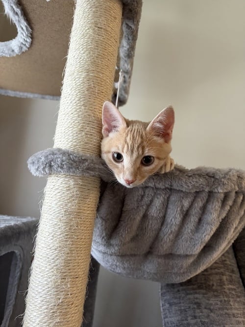 LASSO - Domestic Short Hair for adoption in Richmond