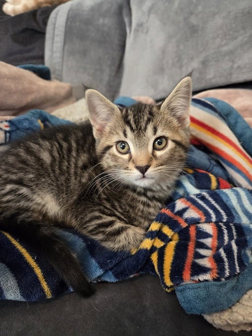 KICKER - Domestic Short Hair for adoption in Richmond