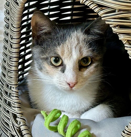 MARIE - Domestic Short Hair / Calico available for adoption