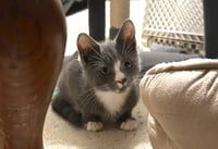 Tony - Photo 1