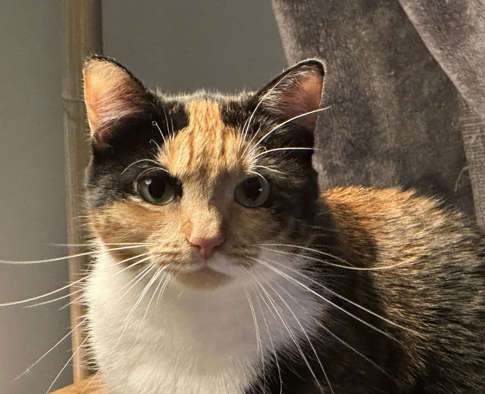 LIZA - Domestic Short Hair available for adoption