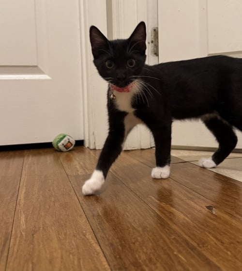 TANGO - Domestic Short Hair available for adoption