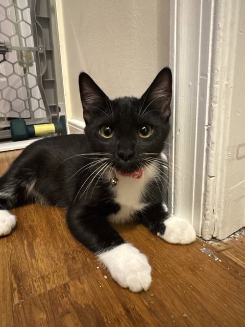 TANGO - Domestic Short Hair for adoption in Richmond