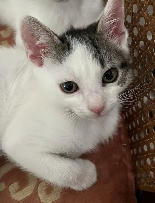DANNIE - Domestic Short Hair / Domestic Short Hair for adoption in Richmond