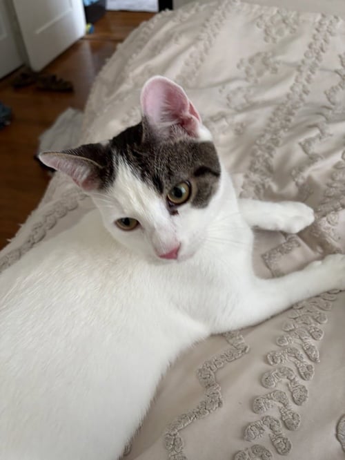 DANNIE - Domestic Short Hair / Domestic Short Hair available for adoption