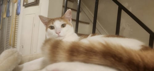 PUMA - Domestic Short Hair for adoption in Richmond