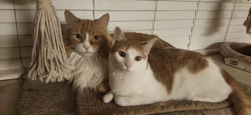 PUMA - Domestic Short Hair available for adoption
