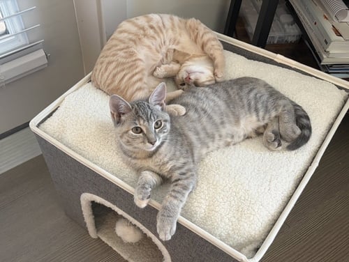 KEELEY - Domestic Short Hair available for adoption