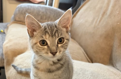 KEELEY - Domestic Short Hair for adoption in Richmond