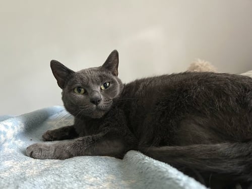 TONYA - Domestic Short Hair available for adoption