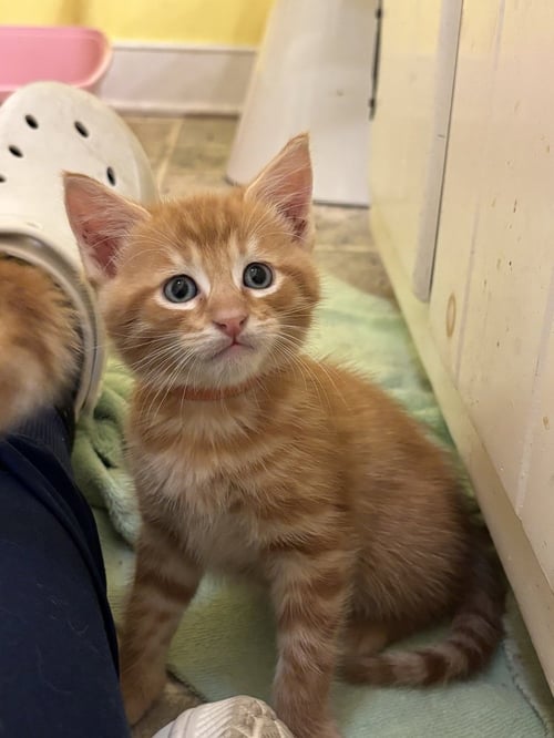 TIMMY - Domestic Short Hair for adoption in Richmond