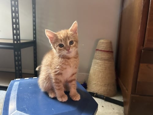 TIMMY - Domestic Short Hair available for adoption