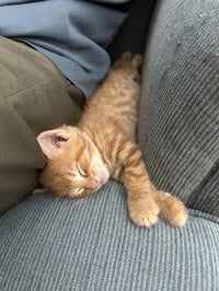 Timmy - Photo 4