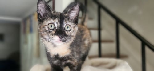 COCOPUFF - Domestic Short Hair available for adoption