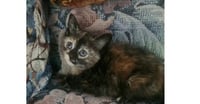 CocoPuff - Photo 4