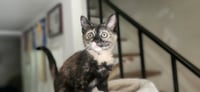 CocoPuff - Photo 3