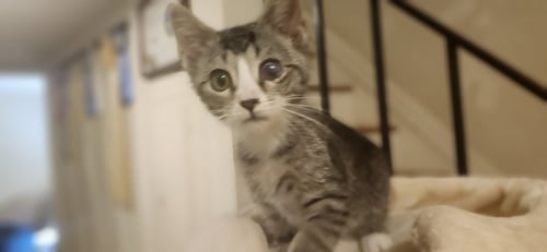 SMIDGEN - Domestic Short Hair for adoption in Richmond