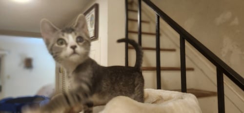 SMIDGEN - Domestic Short Hair available for adoption