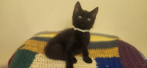 NIKE - Domestic Short Hair available for adoption