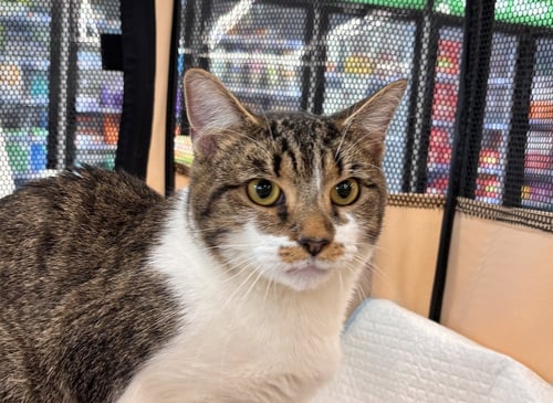 MAPLE - Domestic Short Hair available for adoption