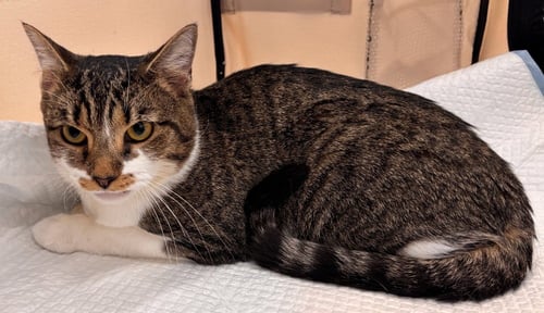 MAPLE - Domestic Short Hair available for adoption