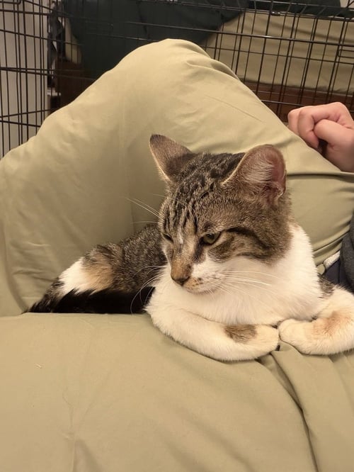 MAPLE - Domestic Short Hair for adoption in Richmond