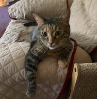 Simba - Photo 4