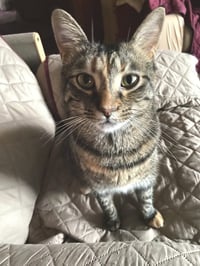 Simba - Photo 2