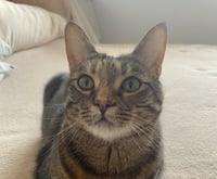 Simba - Photo 1